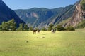 Horses grazing on the green meadow in Valley of Chulyshman river at the morning. Altai Republic. Russia Royalty Free Stock Photo