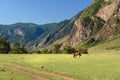 Horses grazing on the green meadow in Valley of Chulyshman river at the morning. Altai Republic. Russia Royalty Free Stock Photo