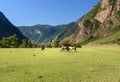 Horses grazing on the green meadow in Valley of Chulyshman river at the morning. Altai Republic. Russia Royalty Free Stock Photo