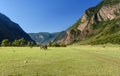 Horses grazing on the green meadow in Valley of Chulyshman river at the morning. Altai Republic. Russia Royalty Free Stock Photo