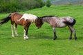 Horses grazing on a green mountain meadow in Strandzha mountain, Bulgaria Royalty Free Stock Photo