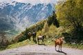 Horses Grazing On Green Mountain Slope In Spring In Mountains Of
