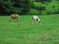 2 horses grazing in a green pasture