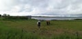 Horses grazing on green pastures Royalty Free Stock Photo