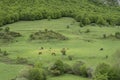 Horses grazing in green pastures Royalty Free Stock Photo
