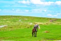 Horses grazing on mountain meadow on nice spring day Bulgaria Royalty Free Stock Photo