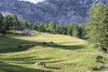 Horses grazing in the high mountains, Valtellina, Italy Royalty Free Stock Photo