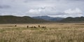 Horses grazing high up in the Andes mountain range in the Antisana reserve