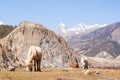 Horses grazing in Himalaya mountains, stock photo Royalty Free Stock Photo