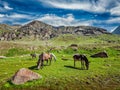 Horses grazing in Himalayas Royalty Free Stock Photo