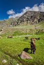 Horses grazing in Himalayas Royalty Free Stock Photo