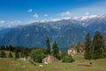 Horses grazing in Himalayas mountains Royalty Free Stock Photo