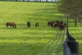 Horses grazing on a horse farm Royalty Free Stock Photo