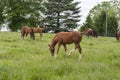 Horses grazing on a horse farm Royalty Free Stock Photo