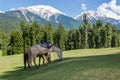 Horses grazing, Jammu and Kashmir, Mini Switzerland