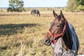 Horses grazing