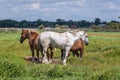 Horses in Poland