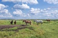 Horses in Poland