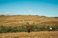 Horses grazing on landscape of rural lowlands Royalty Free Stock Photo