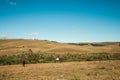 Horses grazing on landscape of rural lowlands