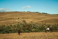 Horses grazing on landscape of rural lowlands Royalty Free Stock Photo