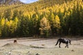 Horses grazing on the lawn in the Altai Mountains. Royalty Free Stock Photo