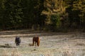 Horses grazing on the lawn in Altai Mountains Royalty Free Stock Photo