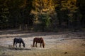 Horses grazing on the lawn in the Altai Mountains, Russia. Nature. Royalty Free Stock Photo