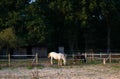 Horses grazing. Location: Germany, North Rhine - Westphalia, Borken