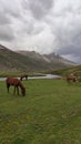 Horses grazing in Lulusar-Dudipatsar National park, Kaghan valley, Pakistan