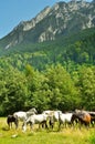 Horses grazing on meadow Royalty Free Stock Photo