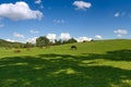 Horses grazing on meadow Royalty Free Stock Photo