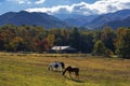 Horses grazing on the meadow in the autumn mountains. Royalty Free Stock Photo