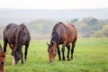 Horses grazing in a meadow in autumn Royalty Free Stock Photo