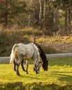 Horses grazing in a meadow. Autumn warm sun rays fall on the grass. Royalty Free Stock Photo