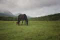 The horse is grazed on a meadow against mountains