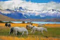 Horses grazing in a meadow Royalty Free Stock Photo