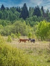 Horses grazing in a meadow. Royalty Free Stock Photo