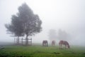 Horses grazing in meadow with fog and a tree Royalty Free Stock Photo