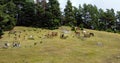 Horses grazing in a meadow near a small mountain cemetery Royalty Free Stock Photo