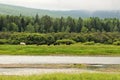 Horses grazing in a meadow by the river, Siberia Royalty Free Stock Photo