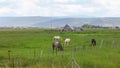 Horses grazing in the meadow in rural Utah Royalty Free Stock Photo