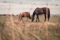 2 horses are grazing in a meadow, the sun sets Royalty Free Stock Photo