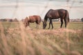 2 horses are grazing in a meadow, the sun sets Royalty Free Stock Photo