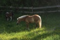 Brown horse on flowery pasture in sunlight. Horse farm in spring Royalty Free Stock Photo