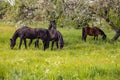 Horses grazing on a meadow Royalty Free Stock Photo