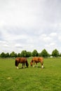 Horses grazing on the meadow Royalty Free Stock Photo