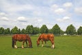 Horses grazing on the meadow Royalty Free Stock Photo