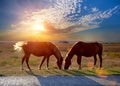 Horses grazing in a meadow Royalty Free Stock Photo
