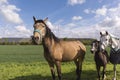 Horses grazing on a meadow with wind turbines Royalty Free Stock Photo